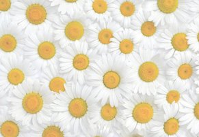 «Ромашковое лето»