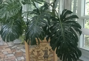 Помощь ПНИ № 13 в оформлении зимнего сада.